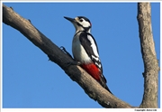 Great-Spotted-Woodpecker-1